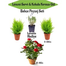 Nura Botanik Bahçe Seti, 2 Adet Limoni Servi Fidanı, 1 Adet Kırmızı Gül Fidanı, Hediye Lavanta