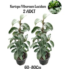 Nura Botanik Kartopu Viburnum Lucidum, 2 Adet, 60-80 Cm, Saksılı, Dış Mekan Bahçe Peyzaj Çit Bitkisi