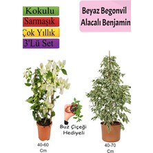 Nura Botanik Beyaz Alacalı Benjamin Bitkisi, Beyaz Begonvil, Buz Çiçeği Hediyeli, 3'lü Set