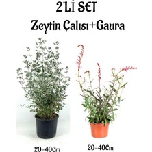 Gardenbox Zeytin Çalısı Çiçeği Fidanı 20-40CM + Gaura Çiçeği 20-40CM 2'li Set Saksılı Bahçe Bitkisi