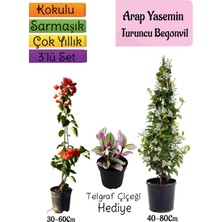Bitkim Sende Arap Yasemini, Turuncu Begonvil, Mezem Çiçeği 3'lü Bahçe Seti