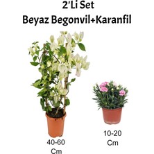 Nura Botanik 2'li Set Beyaz Begonvil + Pembe Karanfil Dış Mekan Bitkisi, 40-60 cm