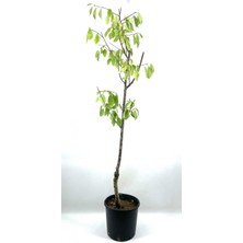 Serada Decor & Plant Vişne (Kütahya) Fidanı, 2-3 Yaş, 90 Cm, Soğuğa Dayanıklı, Bol Verimli