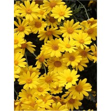 Nura Botanik Sarı Çalı Papatyası, 1 Adet Saksılı Tüplü, 20-40 Cm, Yellow Daisy Bush