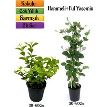 Gardenbox Kokulu Ful Yasemin + Hanımeli Çiçeği Fidanı 2'li Bahçe Peyzaj Seti, 30-60 Cm, Çok Renkli