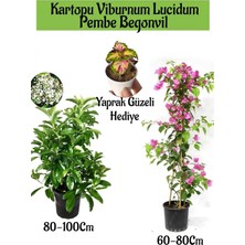 Gardenbox Kartopu Viburnum, Pembe Begonvil, Yaprak Güzeli Bahçe Bitkisi Seti, 3 Adet