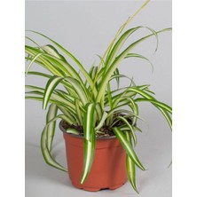 Nura Botanik Chlorophytum Comosum Alacalı Kurdele Çiçeği, 1 Adet, Saksılı, 20-40CM