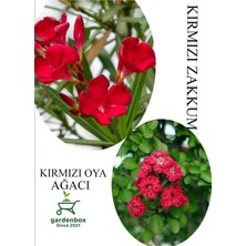 Nura Botanik Kırmızı Oya Fidanı Saksılı 30-60CM, Kırmızı Zakkum Çiçeği Combo Set