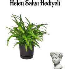 Nura Botanik Aşk Merdiveni Bitkisi, Helen Saksı Hediyeli, Salon Bitkisi