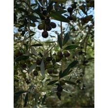 Nura Botanik Arbequina Bodur Zeytin Fidanı, 30-60 Cm, 6 Adet Tüplü