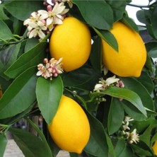 Bitkim Sende Tüplü Yediveren Limon Fidanı, 2 Yaş Aşılı, 90-150 Cm, Bol Verimli