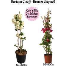 Kartopu Çiçeği 1 Adet +Kırmızı Begonvil 1 Adet Saksılı Dış Mekan Bahçe Seti, BTSNA01KAR1