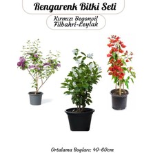 Gardenbox Renkli Bahçe Bitkileri Seti, Kırmızı Begonvil, Filbahri Ağaç Şakayığı, Mor Leylak Çiçeği, 40-60CM