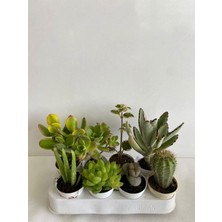 Nura Botanik 8'li Bitki Seti, Aloe Vera, Para, Sukulent, Kaktüs, Benjamin, Ayı Pençesi