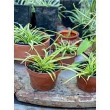 Serada Decor & Plant Dekoratif Kurdela Çiçeği, 5-10 Cm, 20 Adet Saksılı, Euphorbia Leucocephala, Ofis Salon Bitkisi