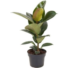 Serada Decor & Plant Kauçuk Çiçeği Saksılı, 20-45CM, Ficus Elastica, Mini Boy Salon Çiçeği