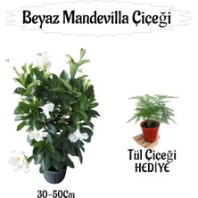 Nura Botanik Beyaz Mandevilla Çiçeği Saksılı, 30-50 Cm, Tül Çiçeği Hediyeli Peyzaj Seti