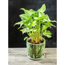 Gardenbox Dekoratif Canlı Melek Kanadı Çiçeği Syngonium, Saksılı, 20-40CM, Yeşil