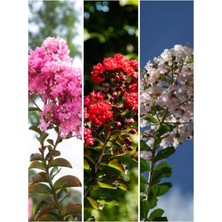 Serada Decor & Plant Oya Ağacı Fidanı Seti, Lagerstromia Indica, Kırmızı Beyaz Pembe, 45-50 Cm, 3 Adet Saksılı