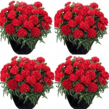 Nura Botanik Kırmızı Karanfil, 15-30 Cm, 4 Adet Saksılı, Iç/dış Mekan Bitkisi, Dianthus Caryophyllus