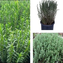 Nura Botanik Kekik Bitkisi Fidanı, 5 Adet, 20-30 Cm, Tüplü, Çiçekli Bodur Bitkiler, Thyme