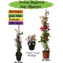Bitkim Sende Kırmızı Begonvil, Ada Yasemini, Telgraf Çiçeği 3'lü Peyzaj Seti, 40-80CM