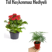Nura Botanik Kırmızı Kalanşo Çiçeği, Tül Kuşkonmaz Hediyeli, Çiçekli Bodur Bitki