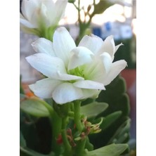 Nura Botanik Beyaz Kalanşo Çiçeği, 10-20 Cm, Saksılı Çiçekli Bodur Bitkiler