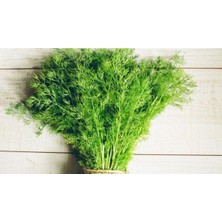 Gardenbox Geleneksel Bol Kokulu Dereotu Tohumu, 5 Gr, Bol Verimli