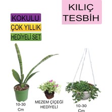 Serada Decor & Plant 3'lü Set Kılıç Bitkisi, Askılı Tesbih, Mezem Çiçeği Hediyeli
