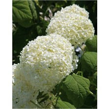 Ortanca Hydrangea Arborescens Strong Anabel 2L-40CM
