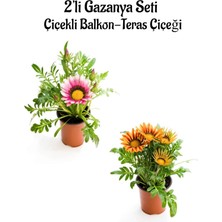 Gardenbox Gazanya Çiçeği, 2 Adet Saksılı, Pembe Beyaz-Turuncu Sarı, 10-20CM, Bahçe Balkon Çiçeği