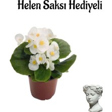 Nura Botanik Beyaz Şeker Begonya Çiçeği, Helen Saksı Hediyeli