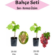 Nura Botanik 2'li Set Sarı-Kırmızı Üzüm Fidanı, 20-50 Cm, Aşılı Meyve Fidanı