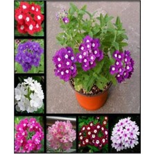 Nura Botanik Verbena 10'lu Karışık Yer Minesi Fidanı, 5-15CM Tüplü, Çiçekli Bodur Bitkiler