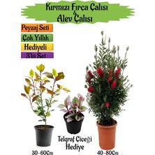 Nura Botanik Kırmızı Fırça Çalısı, Alev Çalısı Fidanı, Telgraf Çiçeği Hediyeli Peyzaj Seti, 3'lü Set
