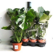 Nura Botanik Deve Tabanı 40-60 cm Iç Mekan Bitkileri, 14 cm Saksı