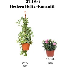 Bitkim Sende 2'li Set Hedera Helix Duvar Sarmaşığı + Karanfil Dış Mekan Bitkisi