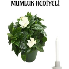 Nura Botanik Kokulu Gardenya Çiçeği, Beyaz, Mumluk Hediyeli Salon Çiçeği