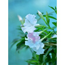 Serada Decor & Plant Beyaz Mandavilla Sarmaşığı Çiçeği, 40-60 Cm, Tüplü Iç Mekan Bitkileri