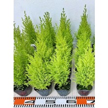 Gardenbox Kokulu Limon Çamı Fidanı, 40 Adet Tüplü, 15-25CM, Hesperocyparis Macrocarpa