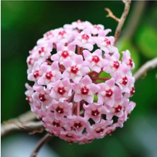 Bitkim Sende Mum Çiçeği Açık Pembe 20-25 cm Ev Salon Bitkisi Hoya Carnosa