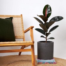Nura Botanik Tek Gövdeli Siyah Kauçuk Bitkisi Ficus Elastica, 60-70 cm
