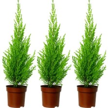 Nura Botanik Norfolk Island Pine, 30-70 Cm, Tüplü, 3 Adet, Çok Renkli