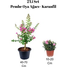 Bitkim Sende 2'li Set Pembe Oya Ağacı Fidanı + Karanfil Çiçeği Dış Mekan Bitkisi