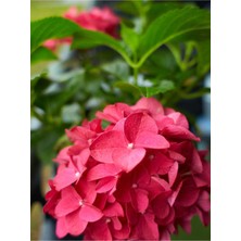 Gardenbox Kırmızı Çiçekli Ortanca Fidanı, 30-55 Cm, Tüplü