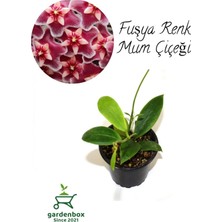 Nura Botanik Nadir Tür Fuşya Renk Mum Çiçeği Hoya Carnosa, 10-20 cm
