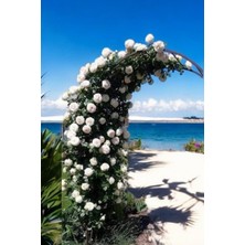 Gardenbox Beyaz Sarmaşık Double Çiçekli Gül, Saksılı/tüplü, Dikime Hazır, 15-30CM