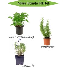 Aromatik Kokulu Mutfak Seti Itır Çiçeği+Biberiye Fidanı+Lavanta Fidesi 3 Adet, BTS010NA0809