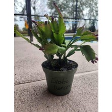 Burada Bulabilirsin Gardenbox Yılbaşı Çiçeği Schlumbergera, Sakslı, 10-20CM, Istenilen Renk